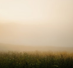 misty-morning-over-a-field-of-wildflowers-.jpg Misty morning over a field of wildflowers.